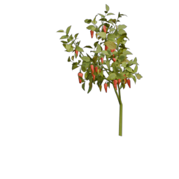 pepper_1