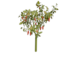 pepper_2