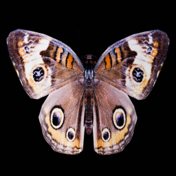 Spotted Butterfly