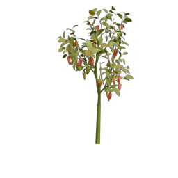 pepper_3