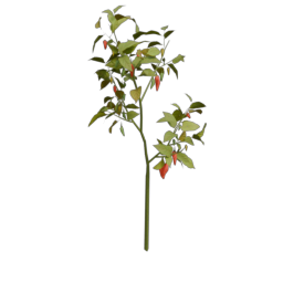 pepper_4
