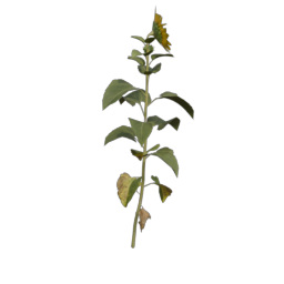 Sunflower_1