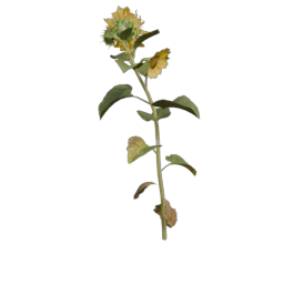 Sunflower_2