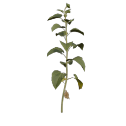 Sunflower_3