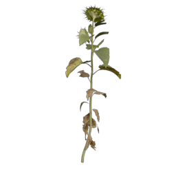 Sunflower_4