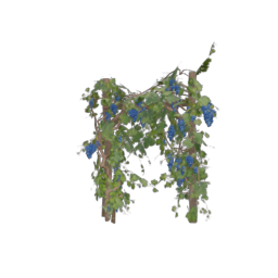 Grapevine_1