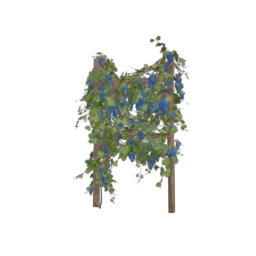 Grapevine_2