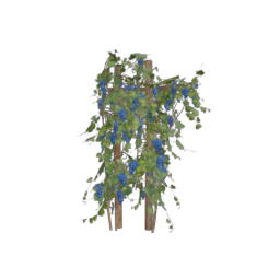 Grapevine_3