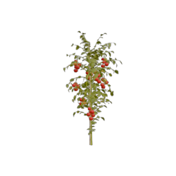 Tomato_1
