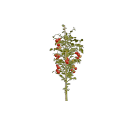 Tomato_2