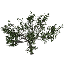3DGardenPlants_Scaned_Olea_europaea_09_LowPoly