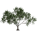 3DGardenPlants_Scaned_Olea_europaea_10_LowPoly
