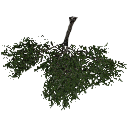 3DGardenPlants_Scaned_Olea_europaea_11_LowPoly