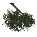 3DGardenPlants_Scaned_Olea_europaea_12_LowPoly