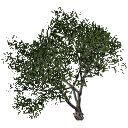 3DGardenPlants_Scaned_Olea_europaea_13_LowPoly