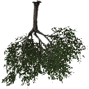 3DGardenPlants_Scaned_Olea_europaea_14_LowPoly