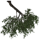 3DGardenPlants_Scaned_Olea_europaea_15_LowPoly