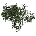 3DGardenPlants_Scaned_Olea_europaea_16_LowPoly