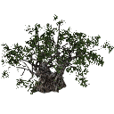 3DGardenPlants_Scaned_Olea_europaea_18_LowPoly