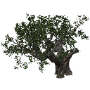 3DGardenPlants_Scaned_Olea_europaea_19_LowPoly