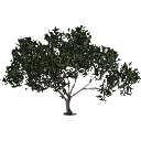 3DGardenPlants_Scaned_Olea_europaea_10