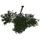 3DGardenPlants_Scaned_Olea_europaea_11