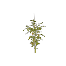Tomato_3
