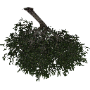 3DGardenPlants_Scaned_Olea_europaea_12
