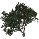 3DGardenPlants_Scaned_Olea_europaea_13