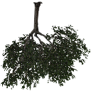 3DGardenPlants_Scaned_Olea_europaea_14
