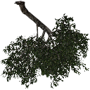 3DGardenPlants_Scaned_Olea_europaea_15
