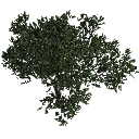3DGardenPlants_Scaned_Olea_europaea_16