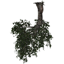 3DGardenPlants_Scaned_Olea_europaea_17