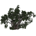 3DGardenPlants_Scaned_Olea_europaea_18