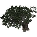 3DGardenPlants_Scaned_Olea_europaea_19