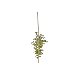 Tomato_4
