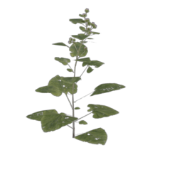 burdoc-large_1