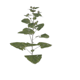 burdoc-large_2