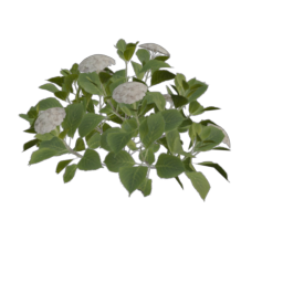 burdoc-short_2