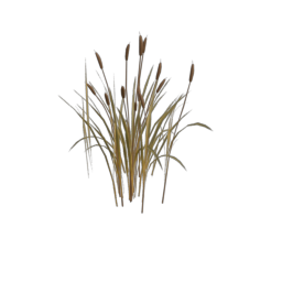 grass_1