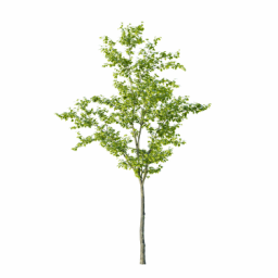 Ulmus_laevis_0101