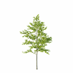 Ulmus_laevis_0102