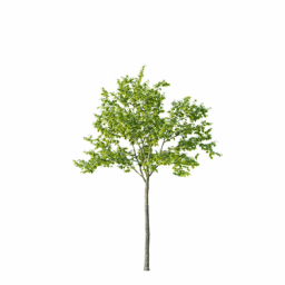 Ulmus_laevis_0103