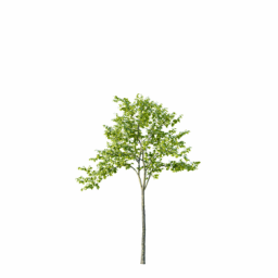 Ulmus_laevis_0104