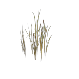 grass_2