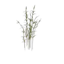 grass_3