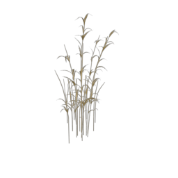 grass_4