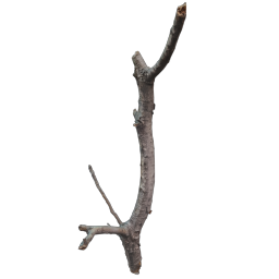 Branch2