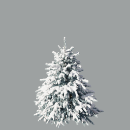 Picea pungens winter_01(2,6m)_snow_winter_silver_A