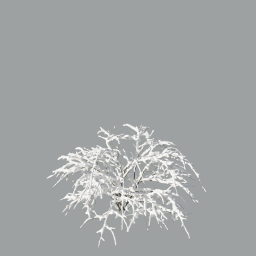 Crataegus_with snow_3DShaker_L